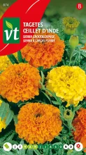 TAGETES SIERRA GROOTBLOEMIGE