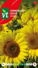 ZONNEBLOEM TOPOLINO