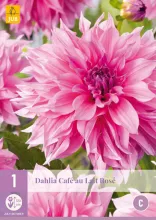 Dahlia 'Café au Lait Rose'