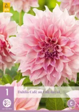 Dahlia 'Café au Lait Royal'