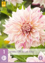 Dahlia 'Café au Lait Twist'