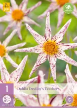 Dahlia 'Destinys Teachers'