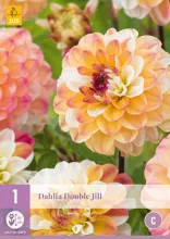 Dahlia 'Double Jill'