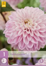 Dahlia 'Espacio'