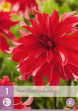 Dahlia 'Labyrinth Red'