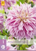 Dahlia 'Labyrinth Twotone'