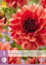Dahlia 'Misses Miley'