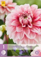Dahlia 'Strawberry Cream'