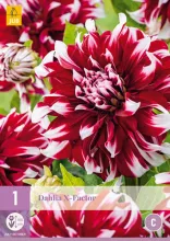 Dahlia 'X-Factor'