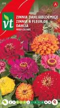 ZINNIA GROTE DAHLIABLOEMIGE