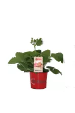 Aardbei BUBBLEBERRY kauwgom aardbei