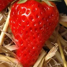 Aardbei CIJOSÉE  doordragend