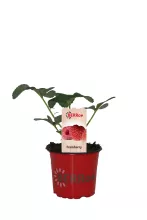 Aardbei FRAMBERRY framboos aardbei