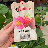 Aardbei PINK EXTARA roze bloem