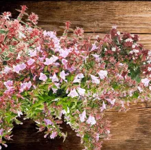Abelia grand.  'Little Lady'
