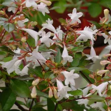 Abelia grandiflora