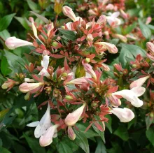 Abelia grandiflora 'Sherwood'