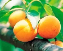 Prunus armeniaca (Abrikoos)