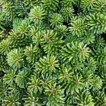Abies koreana 'Brilliant'