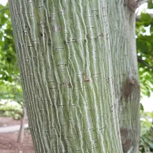 Acer davidii 'Viper '