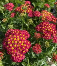 Achillea millefolium 'Milly Rock Red'