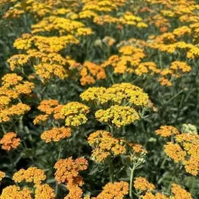 Achillea millefolium 'Milly Rock Yellow Terra'