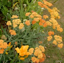 Achillea millefolium 'Terracotta'