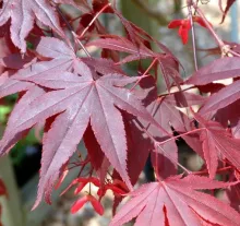 Acer palm. 'Bloodgood'