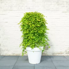 Acer palm. 'Cascade Emerald'