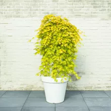 Acer palm. 'Cascade Gold'