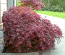 Acer palm. 'Crimson Queen'