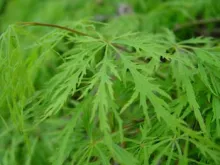 Acer palm. 'Dissectum' 