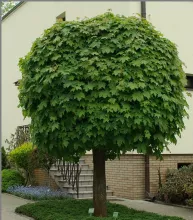 Acer plat. 'Globosum'