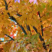 Acer palmatum 'Kogane-Nishiki'