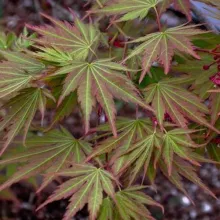 Acer palm. 'Nicholsonii'