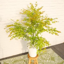 Acer palm. 'Orange Lace'