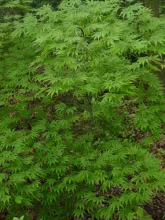 Acer palm. 'Omura-yama'