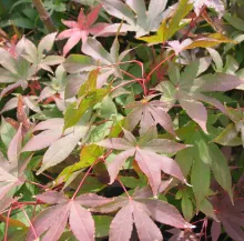 Acer palm. 'Osakazuki'