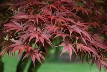 Acer palm. 'Pixie'