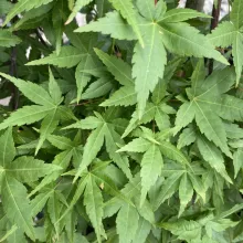 Acer palm. 'Ryusen'