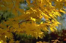 Acer palm. 'Sangokaku'