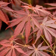 Acer palm. 'Sumi-Nagashi'