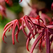Acer palm. 'Starfish'