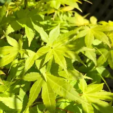 Acer palm. 'Summer Gold'