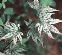 Acer palm. 'Ukigumo'
