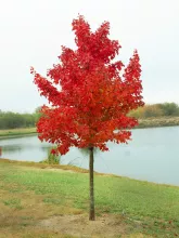 Acer rubrum 'Brandywine'