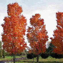 Acer rubrum 'Scanlon'