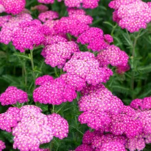 Achillea millefolium 'Skysail Bright Pink'