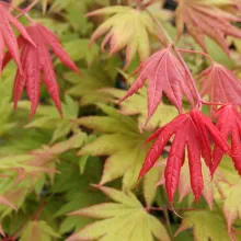 Acer shirasaw. 'Moonrise'