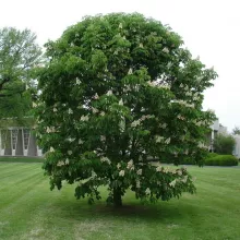Aesculus hipp. 'Baumannii'